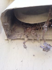 squirrel nest in dryer vent wall transition