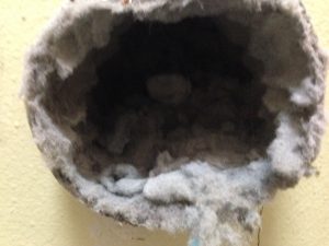 IMG_0978